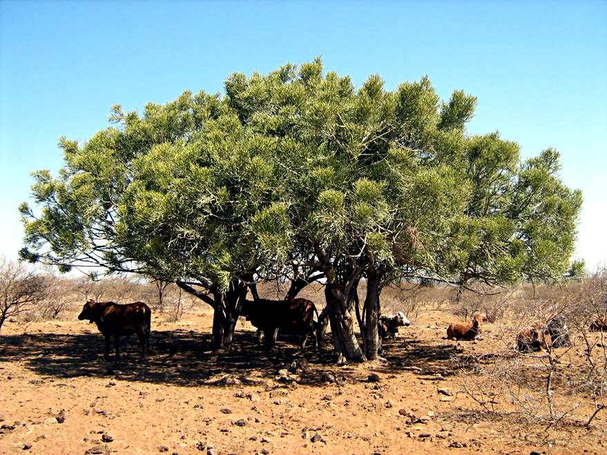 Euphorbia tirucalli Euphorbia tirucalli