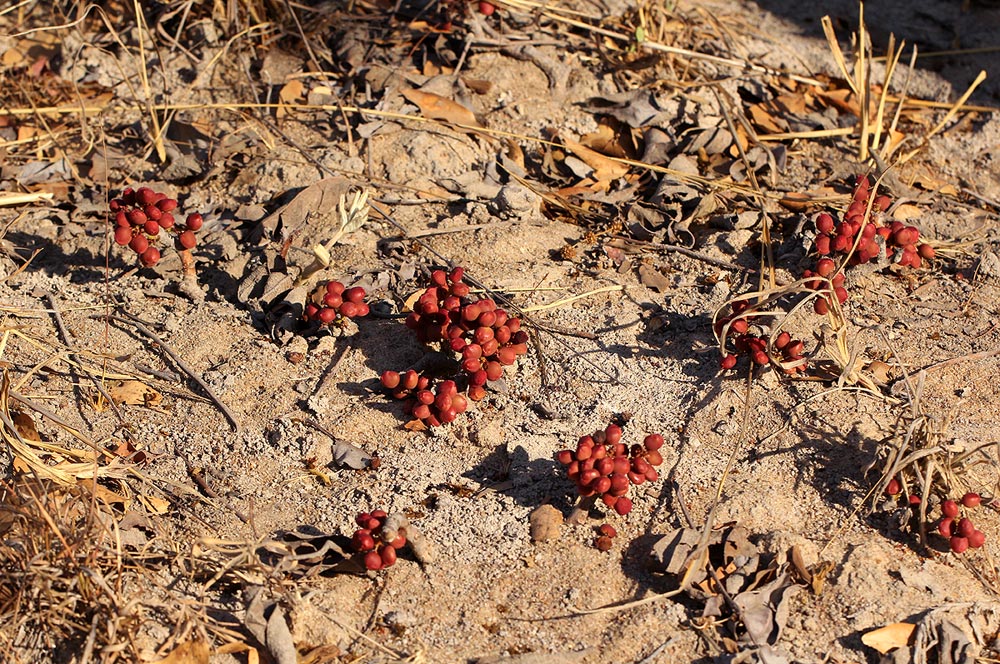 Lannea edulis Lannea edulis