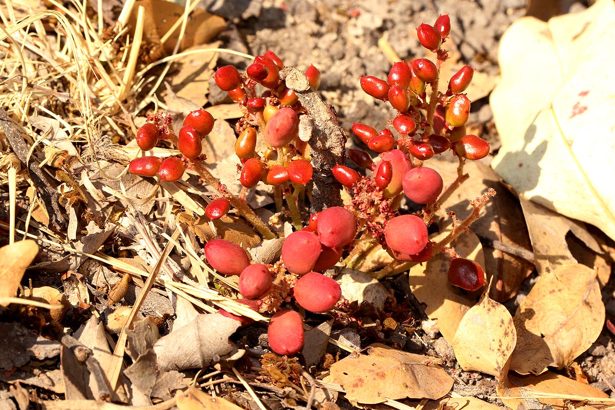 Lannea edulis Lannea edulis