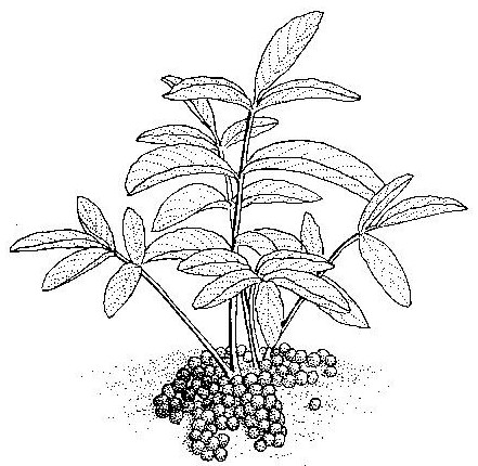 Lannea edulis Lannea edulis