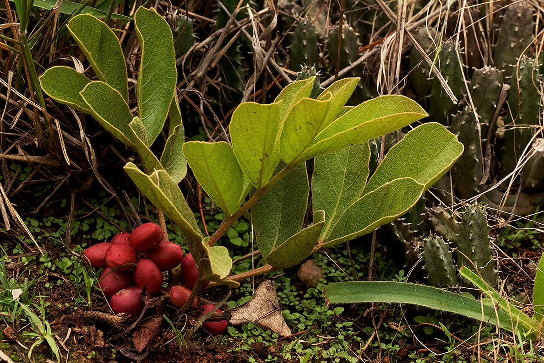 Lannea edulis Lannea edulis