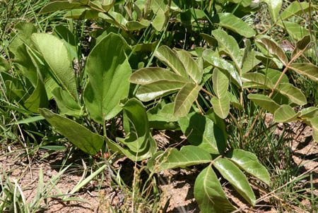 Lannea edulis Lannea edulis