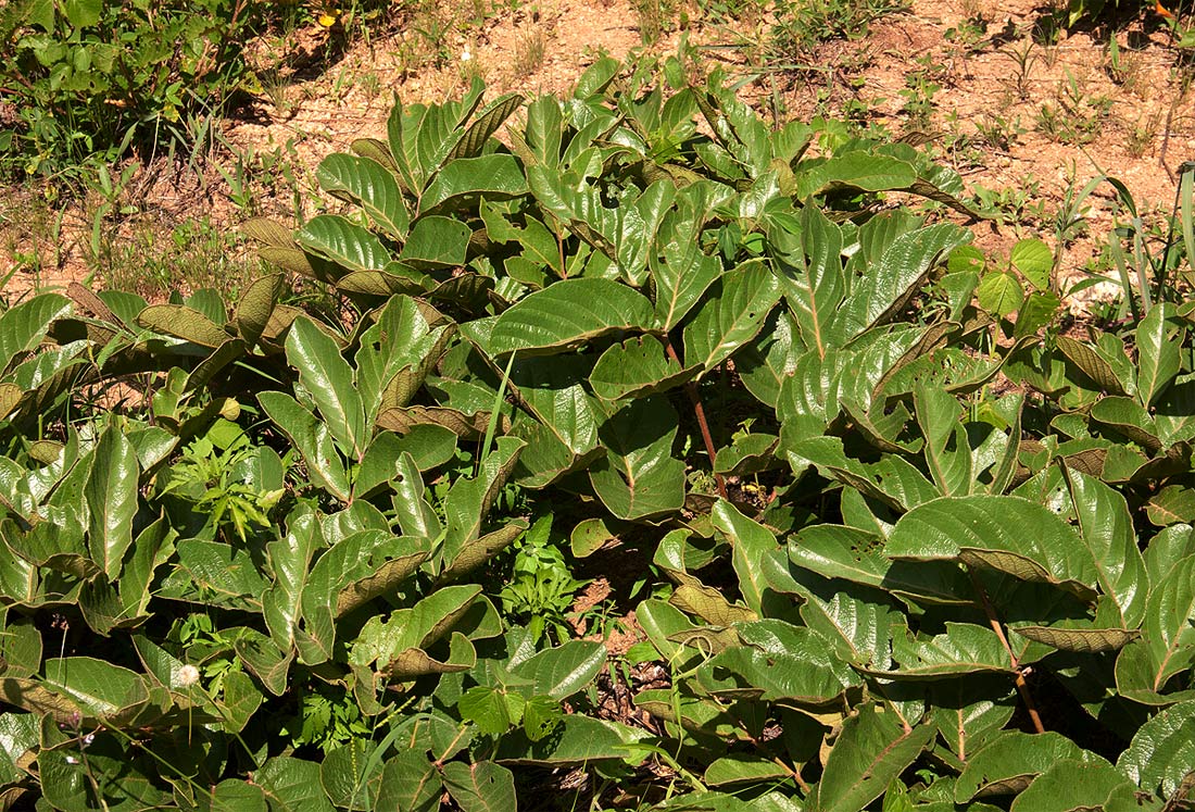 Lannea edulis Lannea edulis