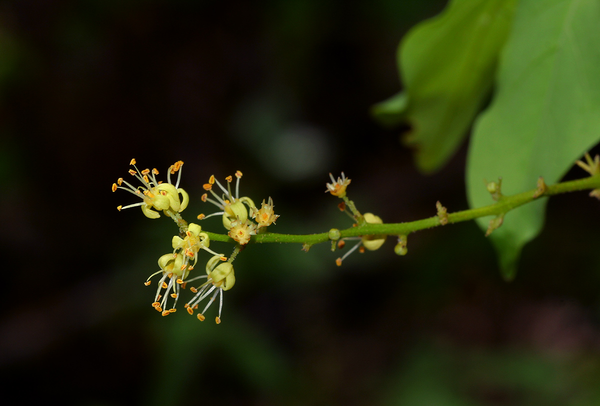 Lannea schweinfurthii var. stuhlmannii Lannea schweinfurthii var. stuhlmannii