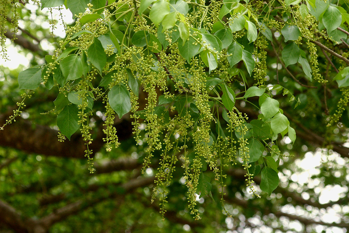Lannea schweinfurthii var. stuhlmannii Lannea schweinfurthii var. stuhlmannii