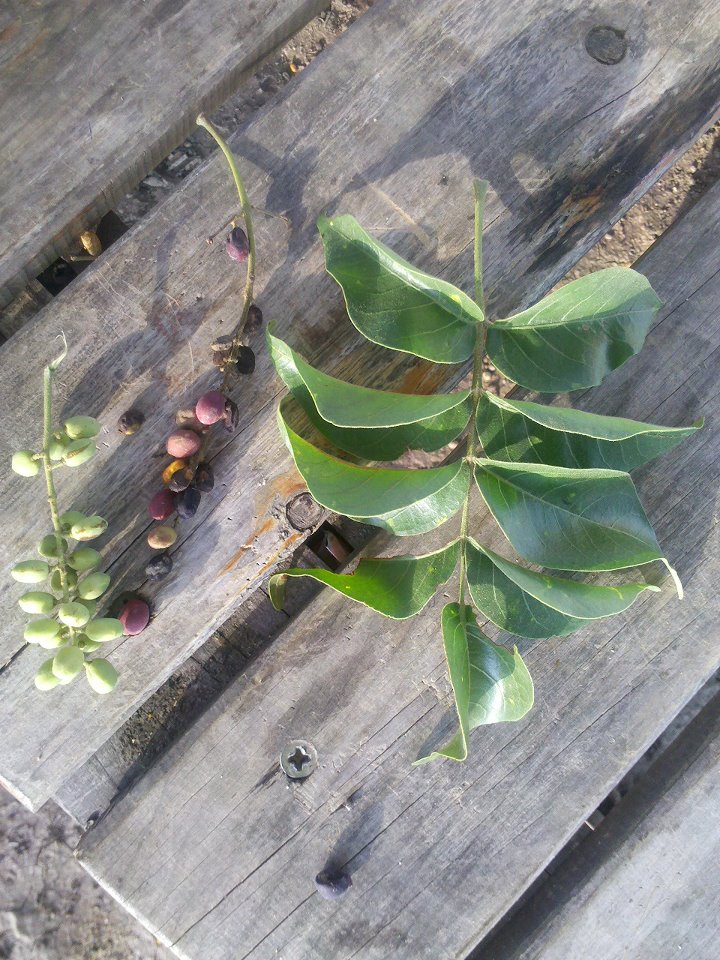 Lannea schweinfurthii var. stuhlmannii Lannea schweinfurthii var. stuhlmannii