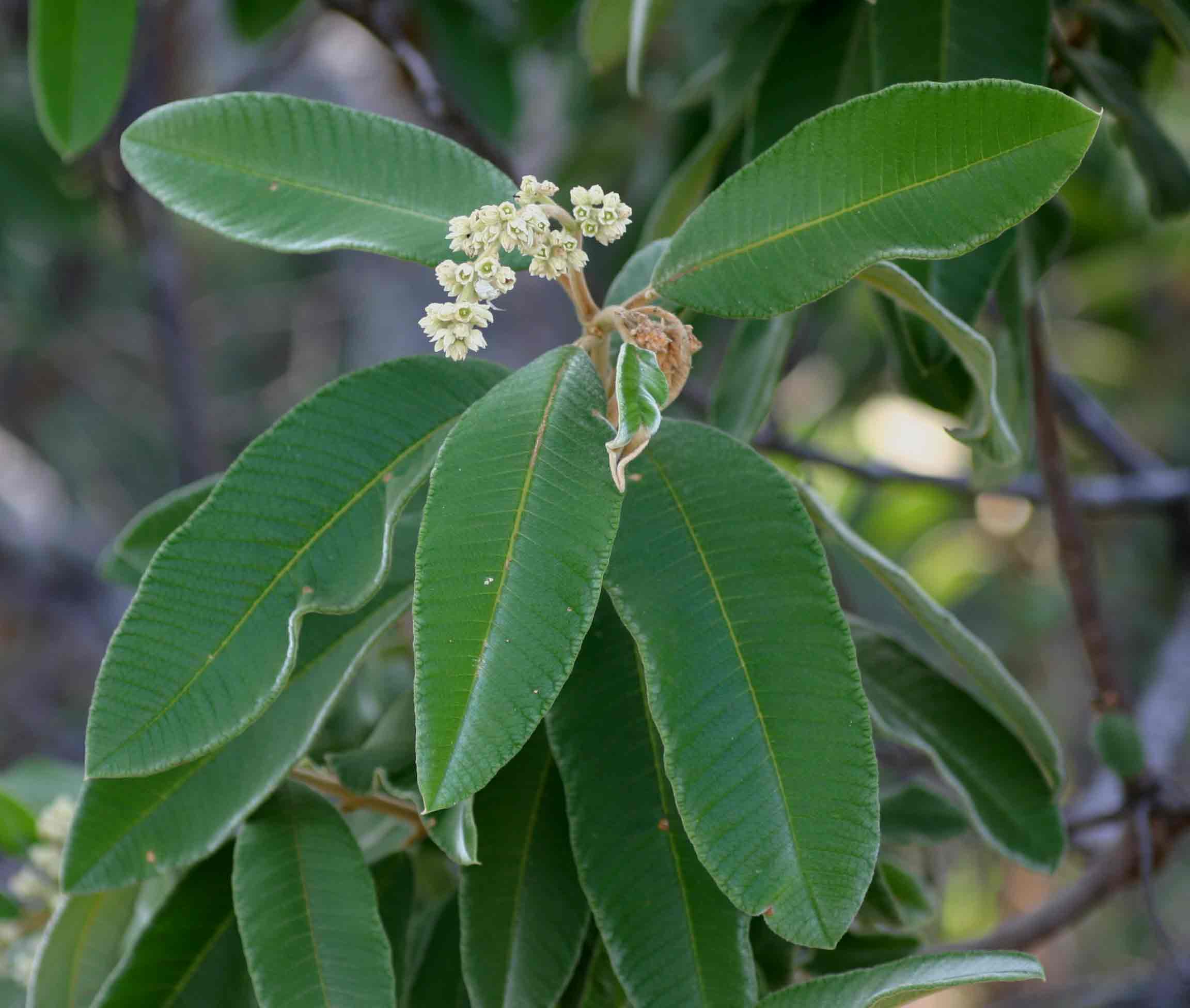 Ozoroa reticulata