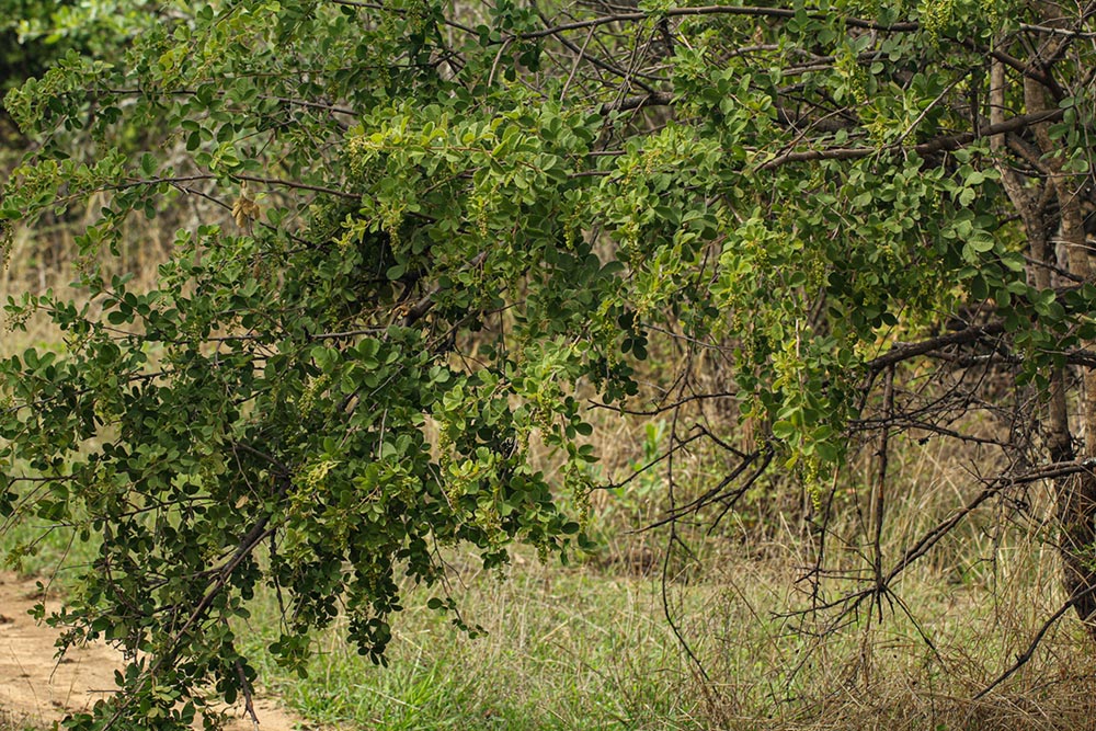 Searsia pyroides var. gracilis