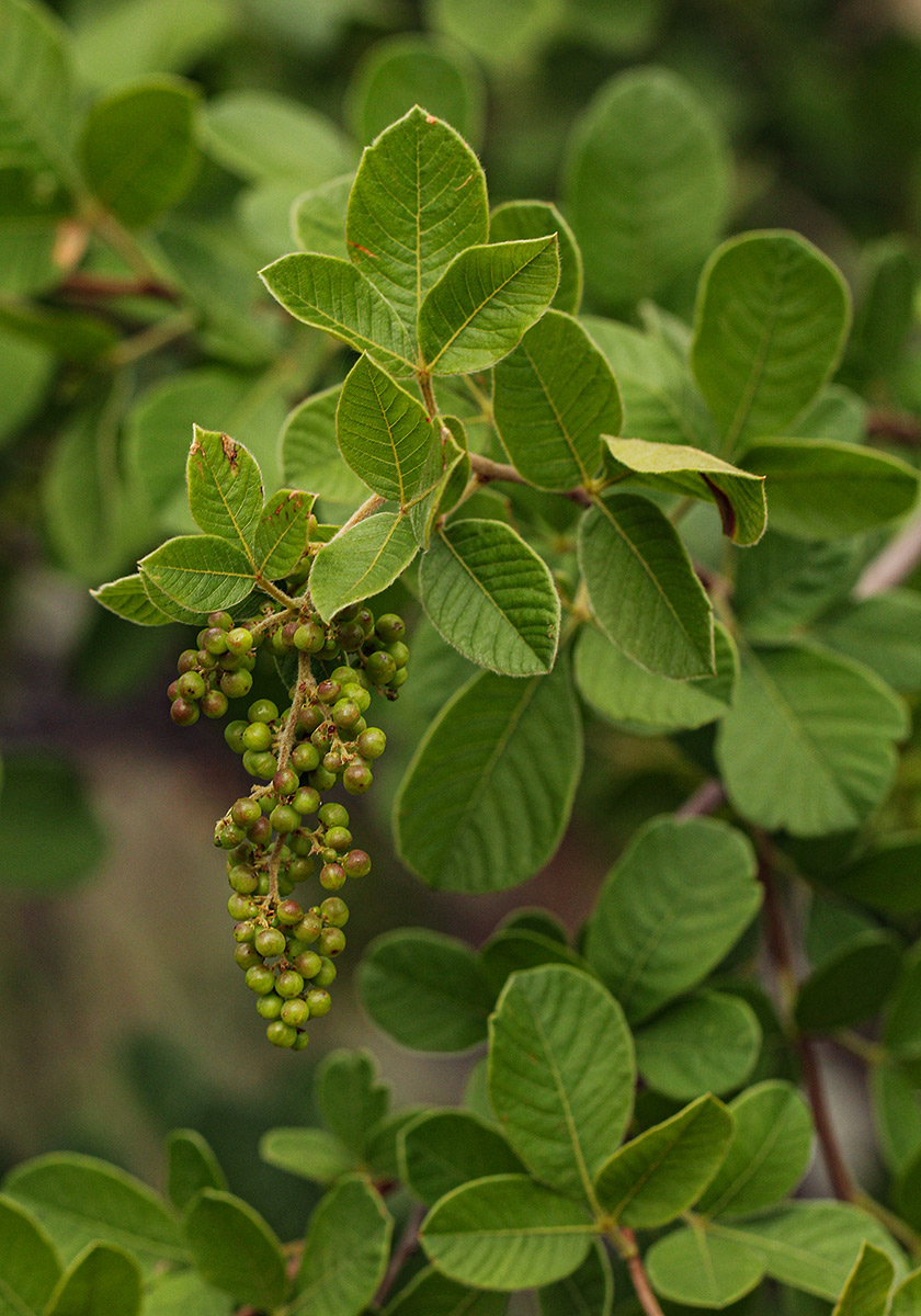 Searsia pyroides var. gracilis