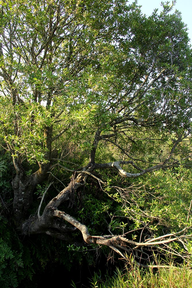 Ilex mitis var. mitis Ilex mitis var. mitis