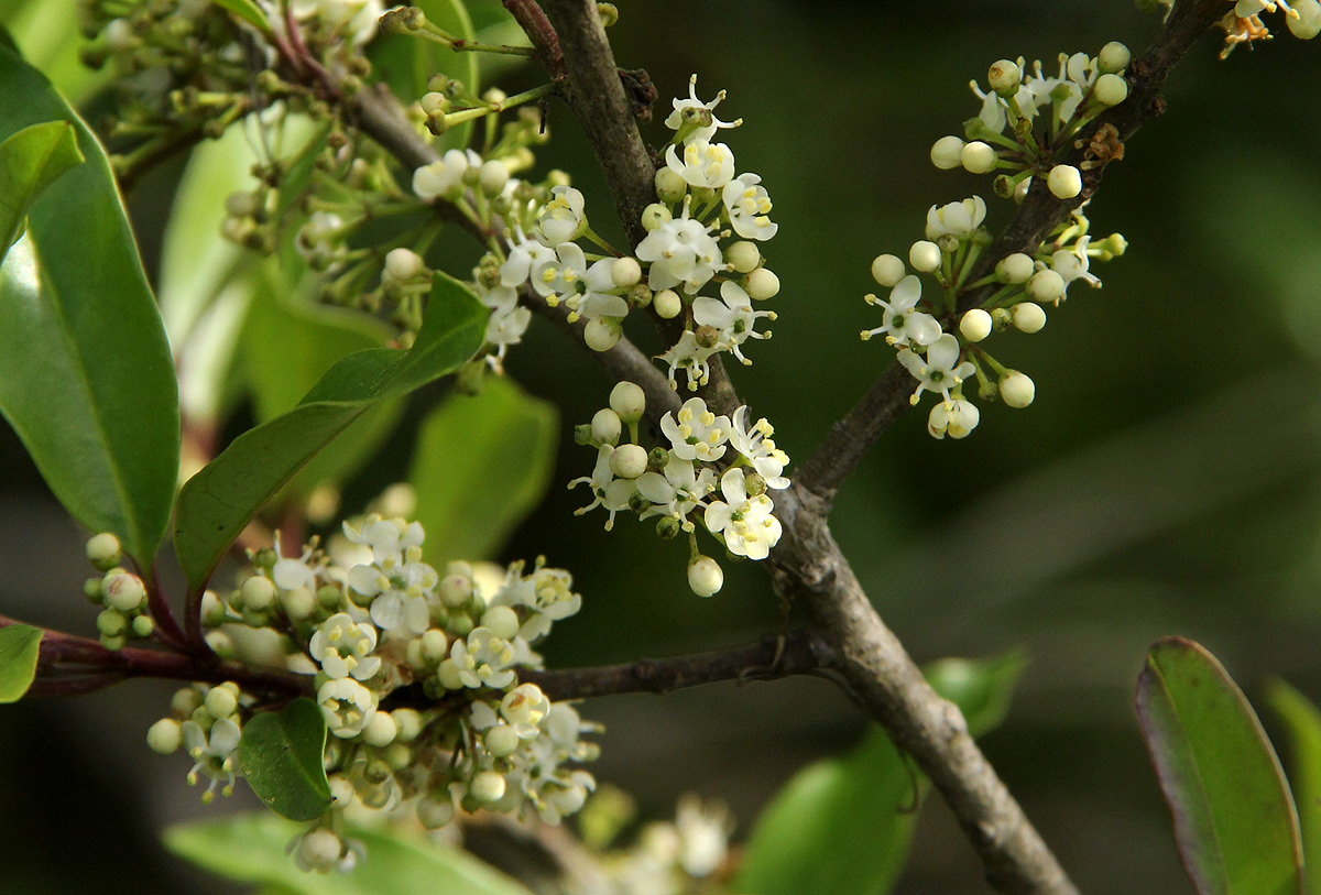 Ilex mitis var. mitis Ilex mitis var. mitis