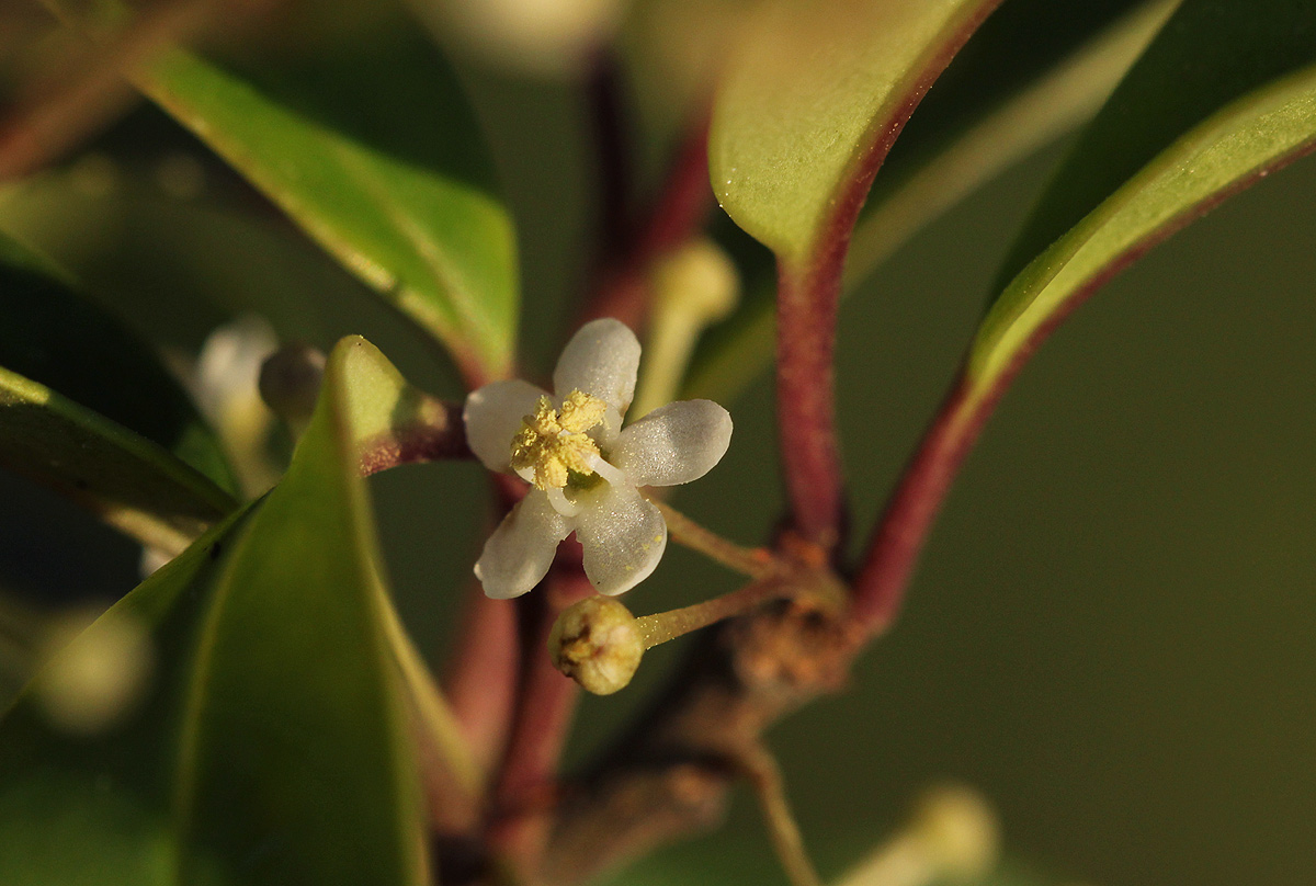 Ilex mitis var. mitis Ilex mitis var. mitis