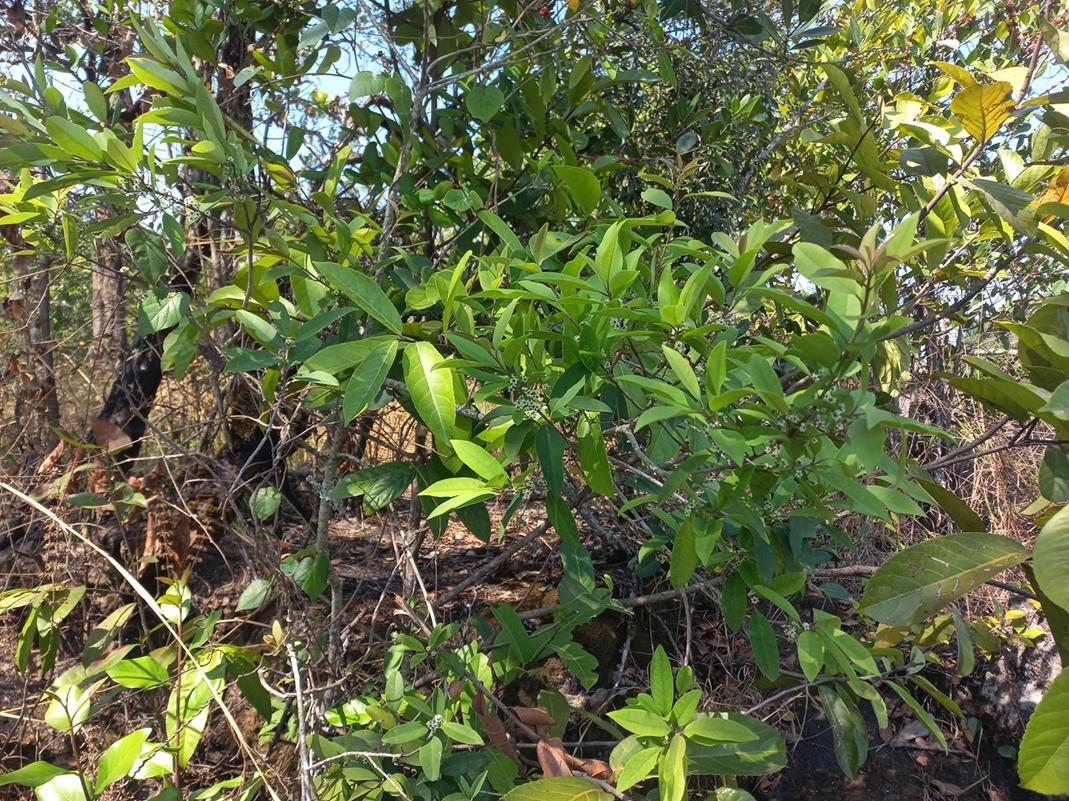 Ilex mitis var. mitis Ilex mitis var. mitis