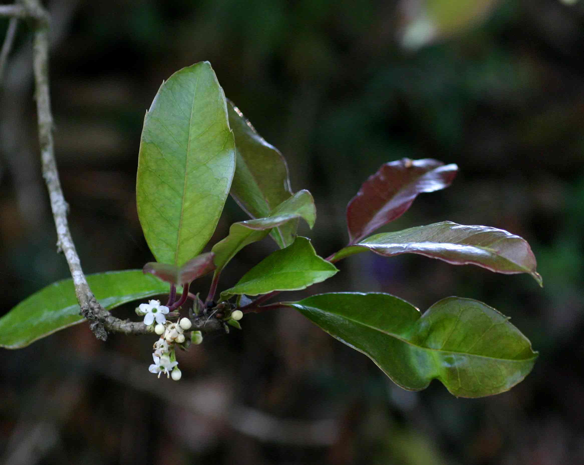Ilex mitis var. mitis Ilex mitis var. mitis