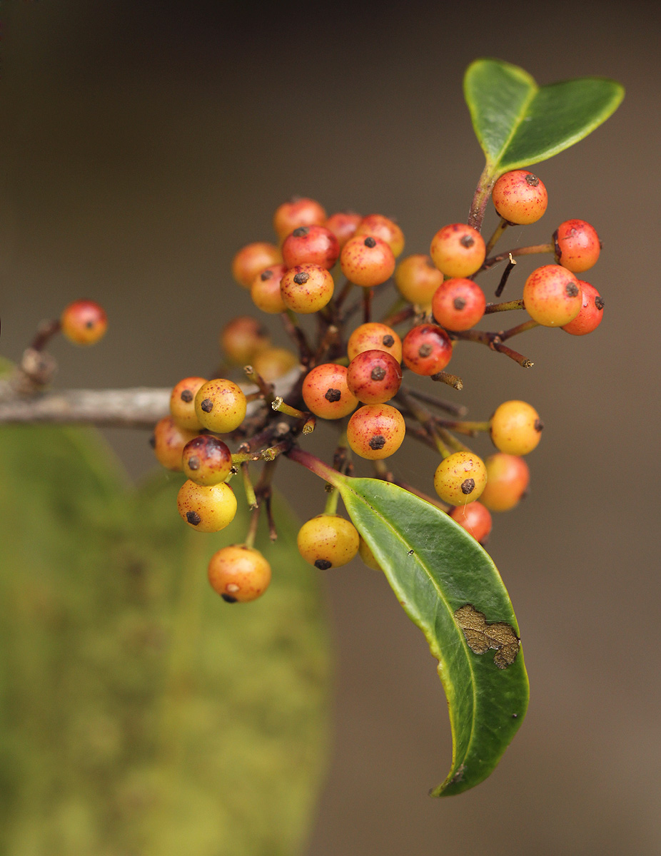 Ilex mitis var. mitis Ilex mitis var. mitis