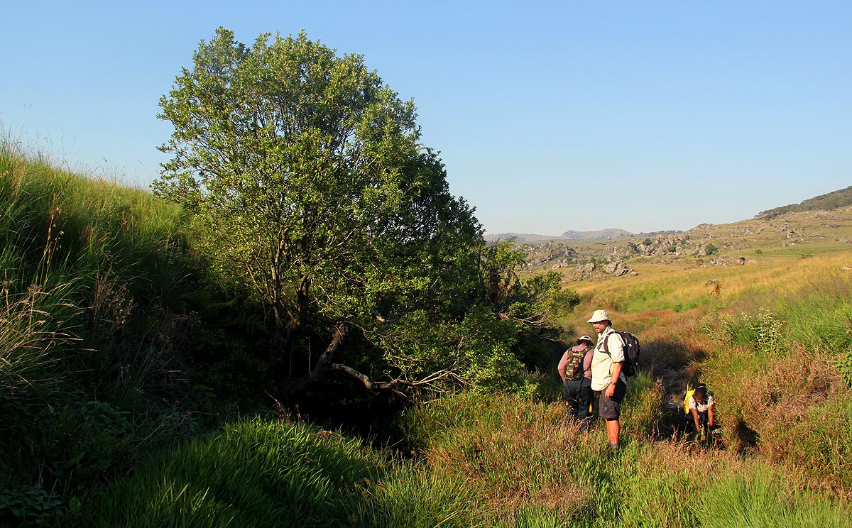 Ilex mitis var. mitis Ilex mitis var. mitis