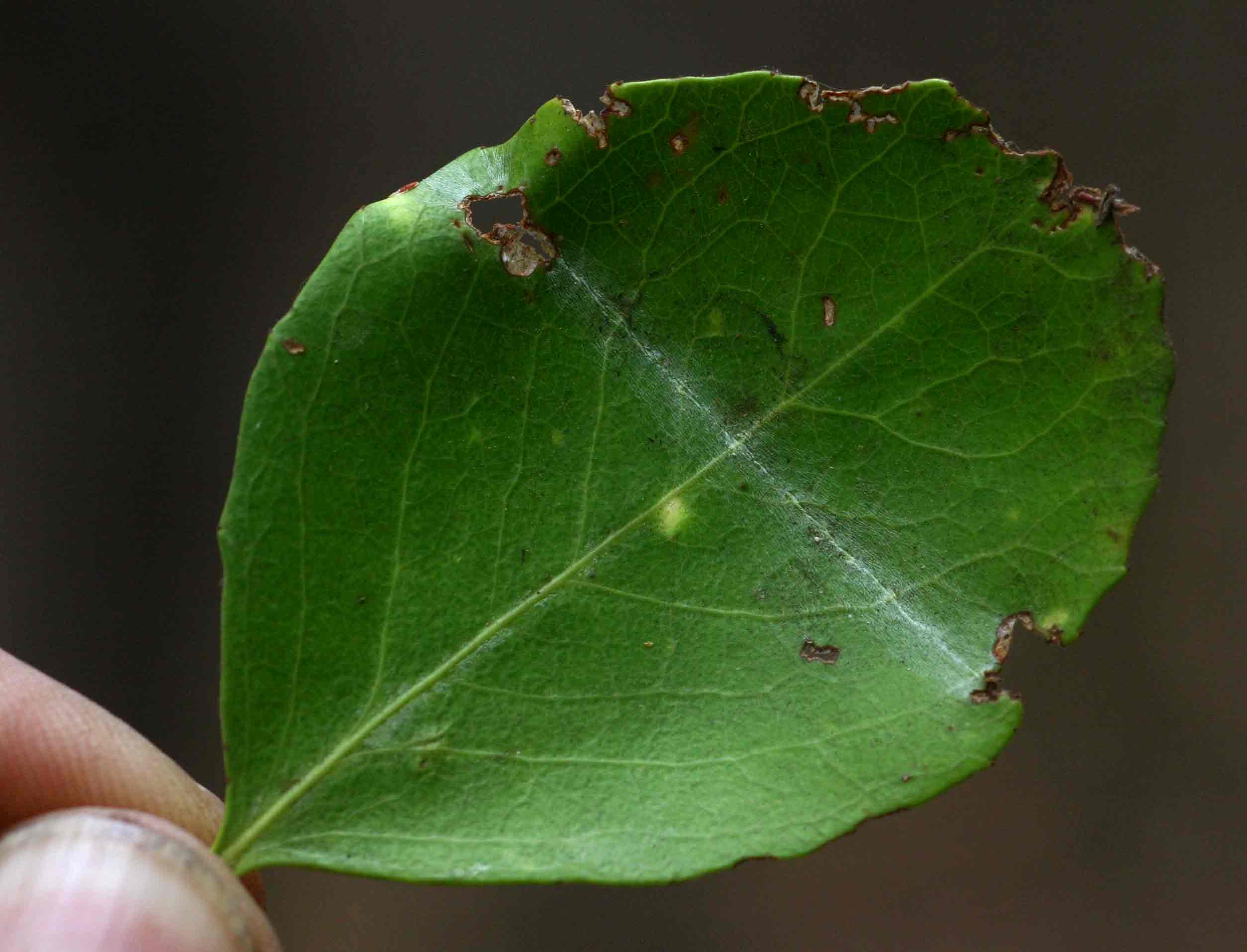 Maytenus undata Maytenus undata