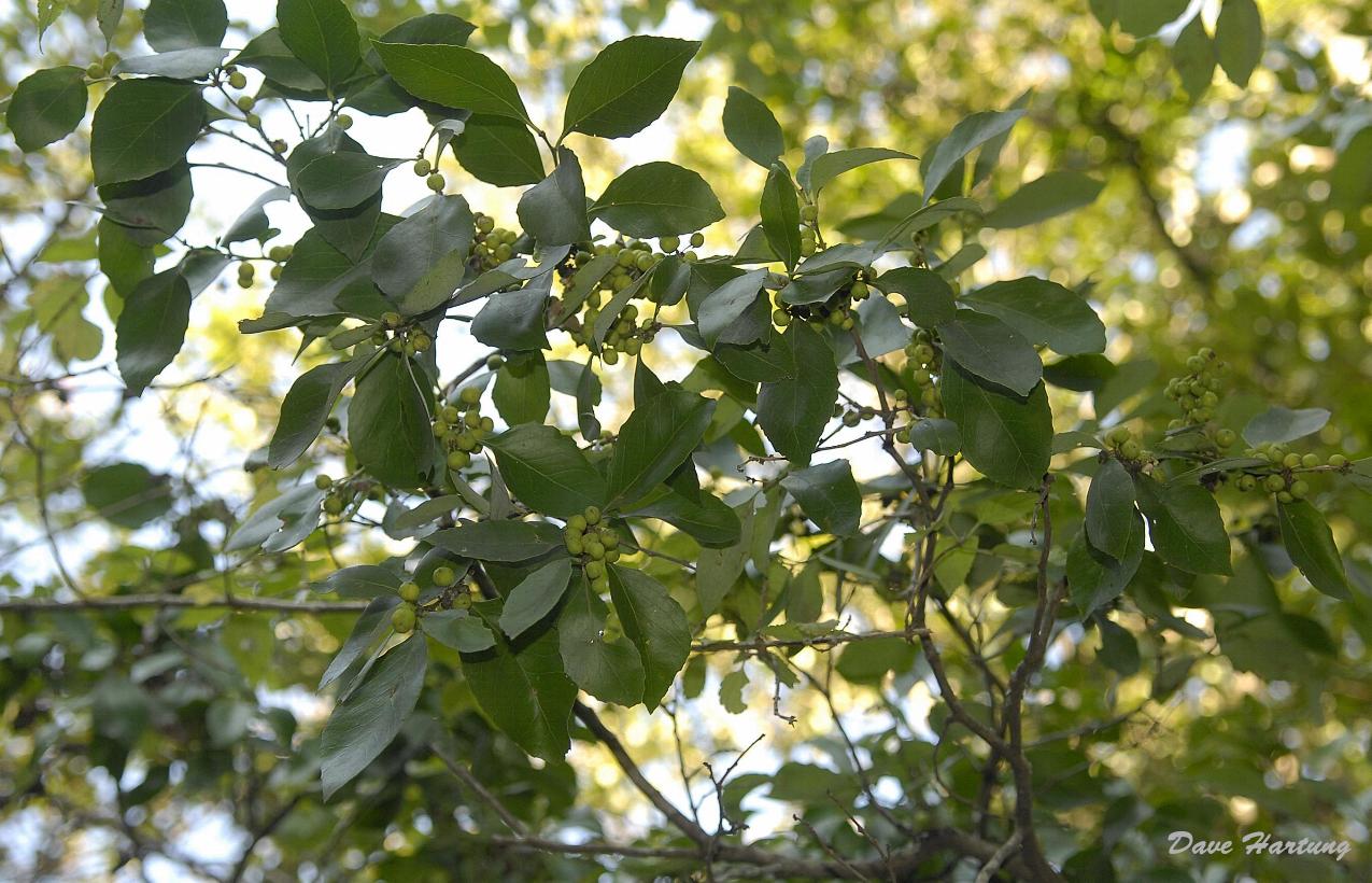 Maytenus undata Maytenus undata