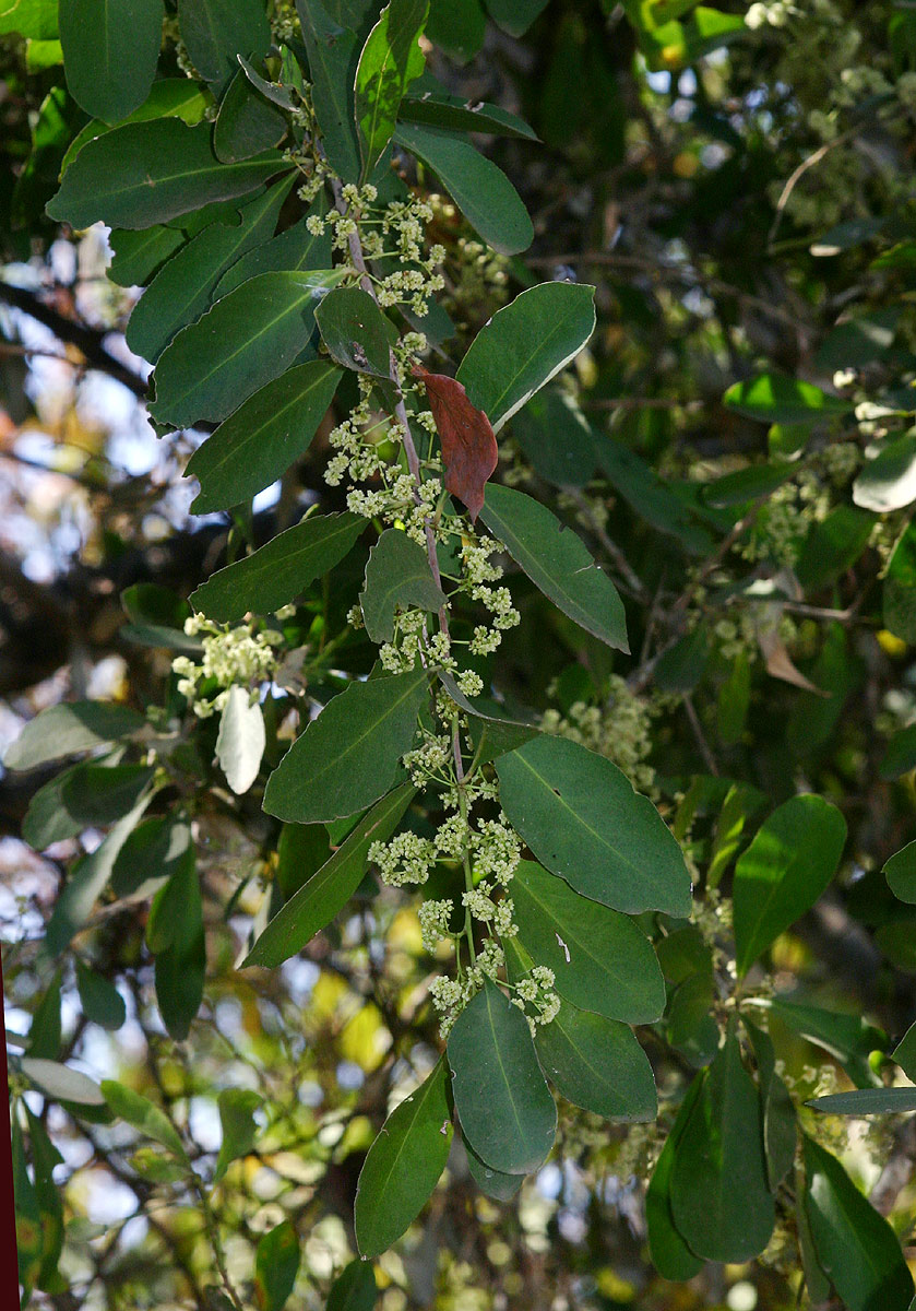 Gymnosporia senegalensis