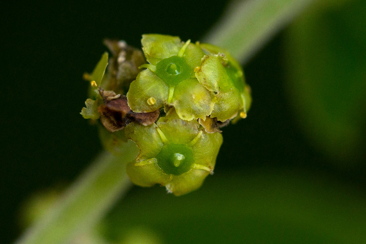 Mystroxylon aethiopicum