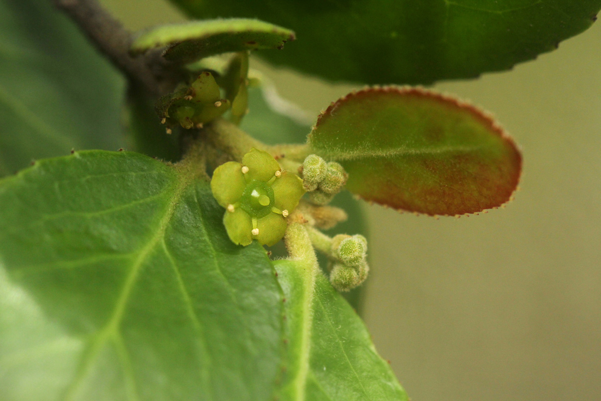 Mystroxylon aethiopicum