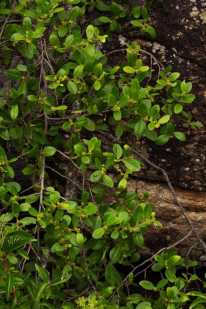 Mystroxylon aethiopicum