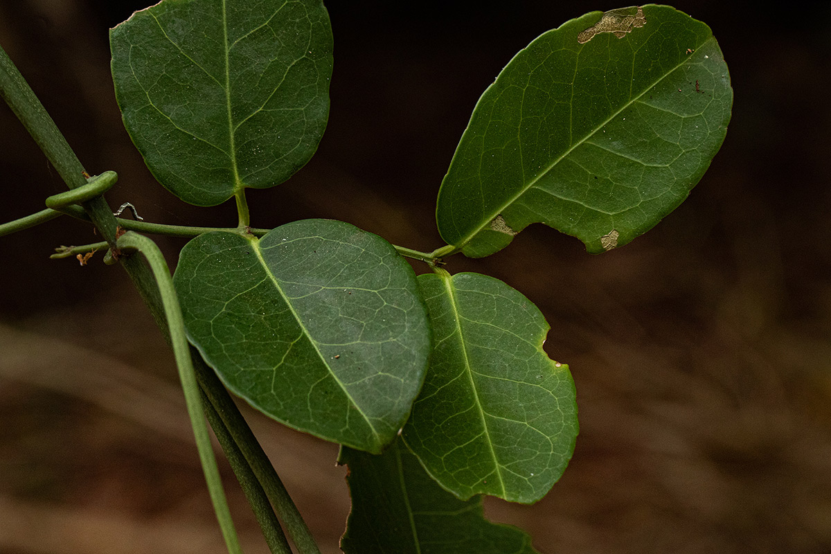 Hippocratea africana var. richardiana