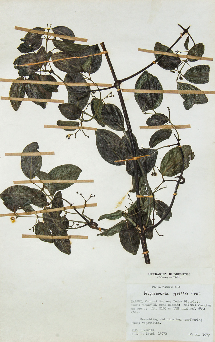 Hippocratea goetzei