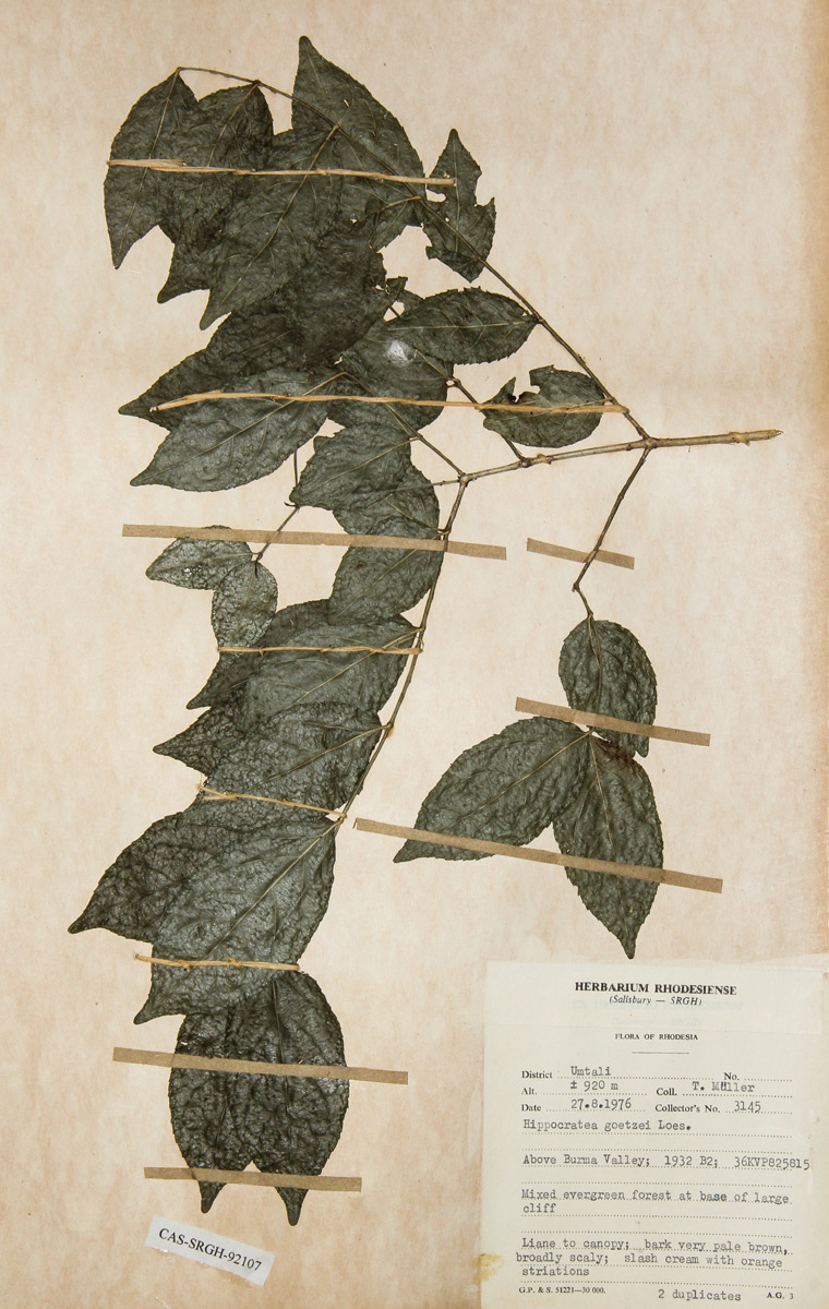 Hippocratea goetzei Hippocratea goetzei