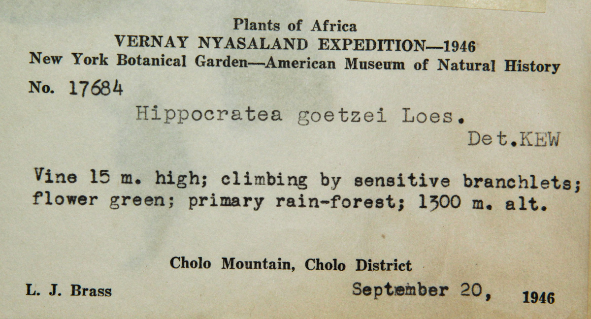 Hippocratea goetzei Hippocratea goetzei