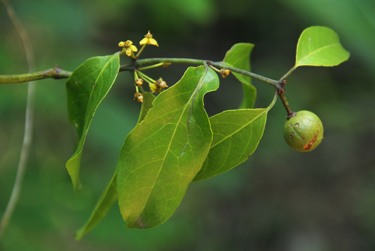 Salacia leptoclada Salacia leptoclada