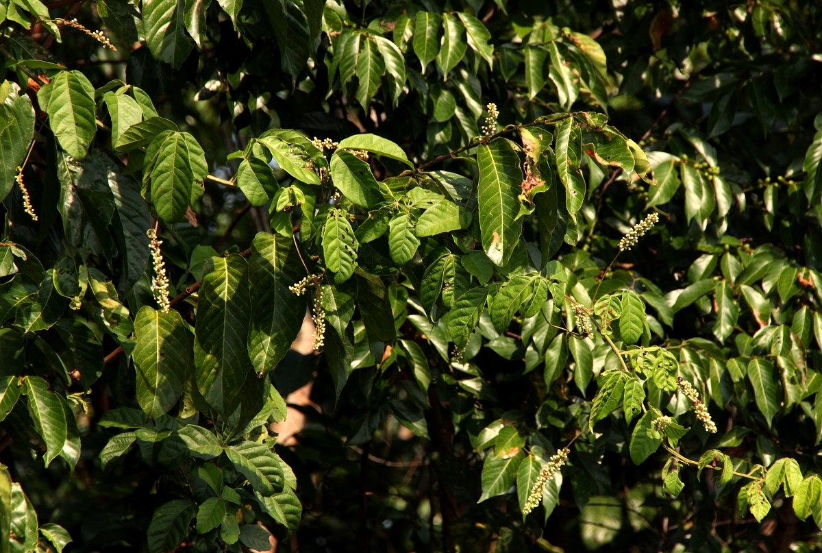 Paullinia pinnata