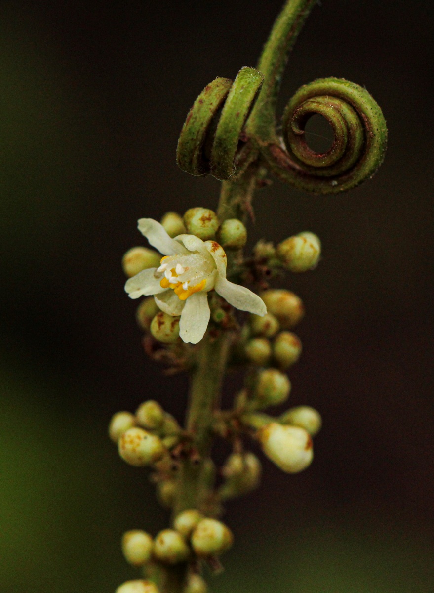 Paullinia pinnata