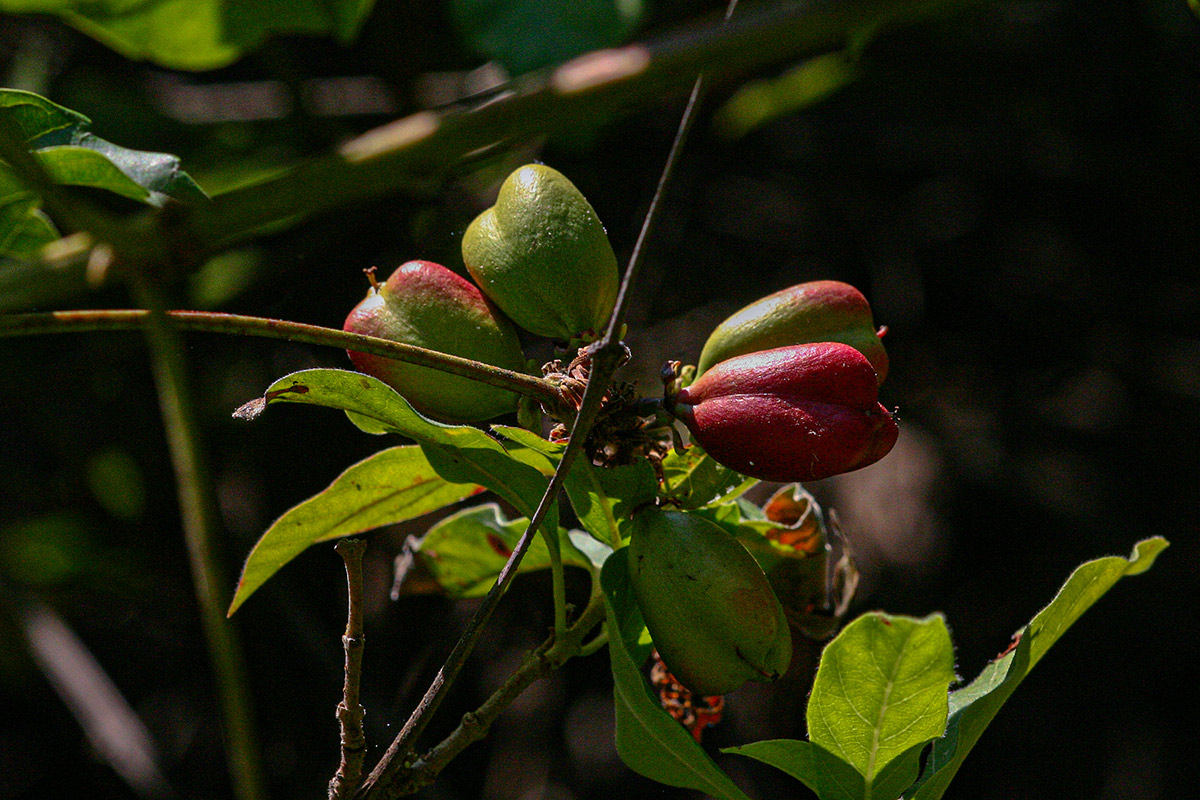 Paullinia pinnata Paullinia pinnata
