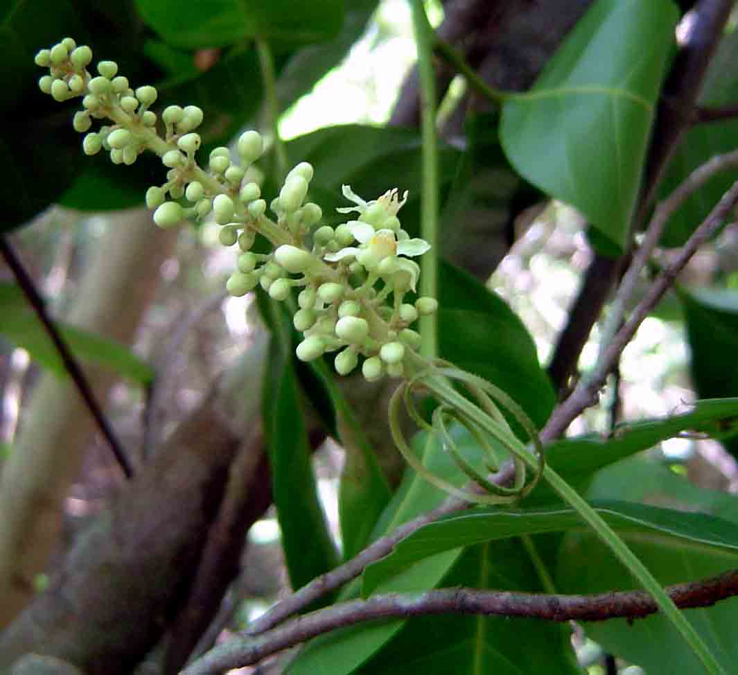 Paullinia pinnata Paullinia pinnata