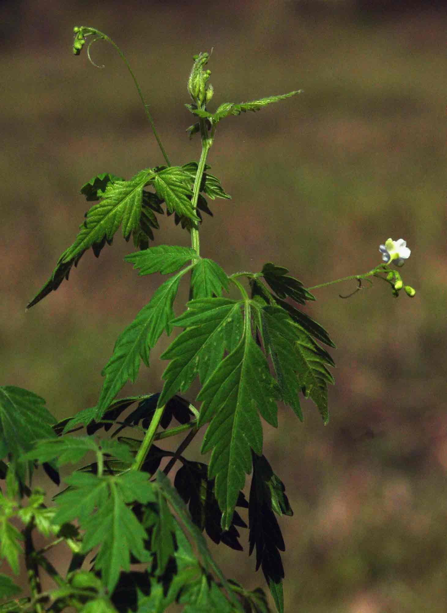 Cardiospermum halicacabum var. halicacabum Cardiospermum halicacabum var. halicacabum