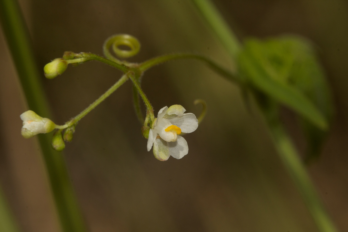 Cardiospermum halicacabum var. halicacabum Cardiospermum halicacabum var. halicacabum