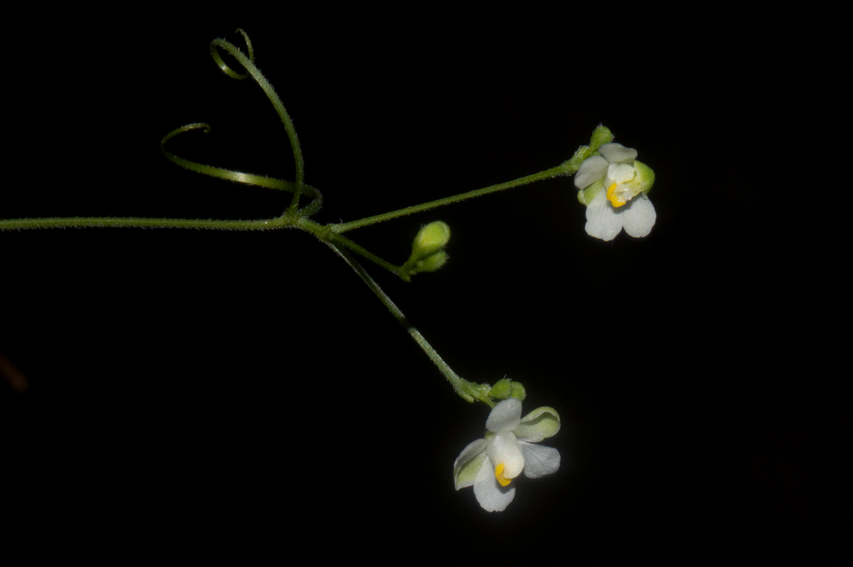 Cardiospermum halicacabum var. halicacabum