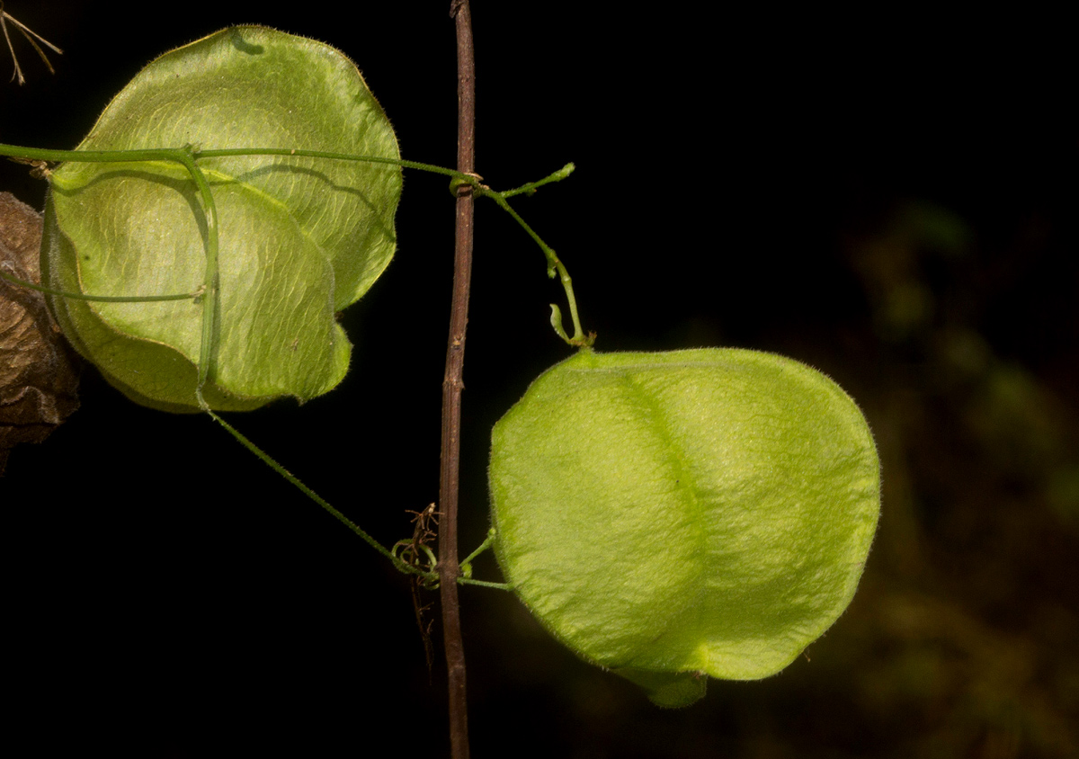 Cardiospermum halicacabum var. halicacabum