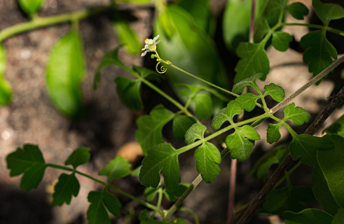 Cardiospermum halicacabum var. halicacabum Cardiospermum halicacabum var. halicacabum