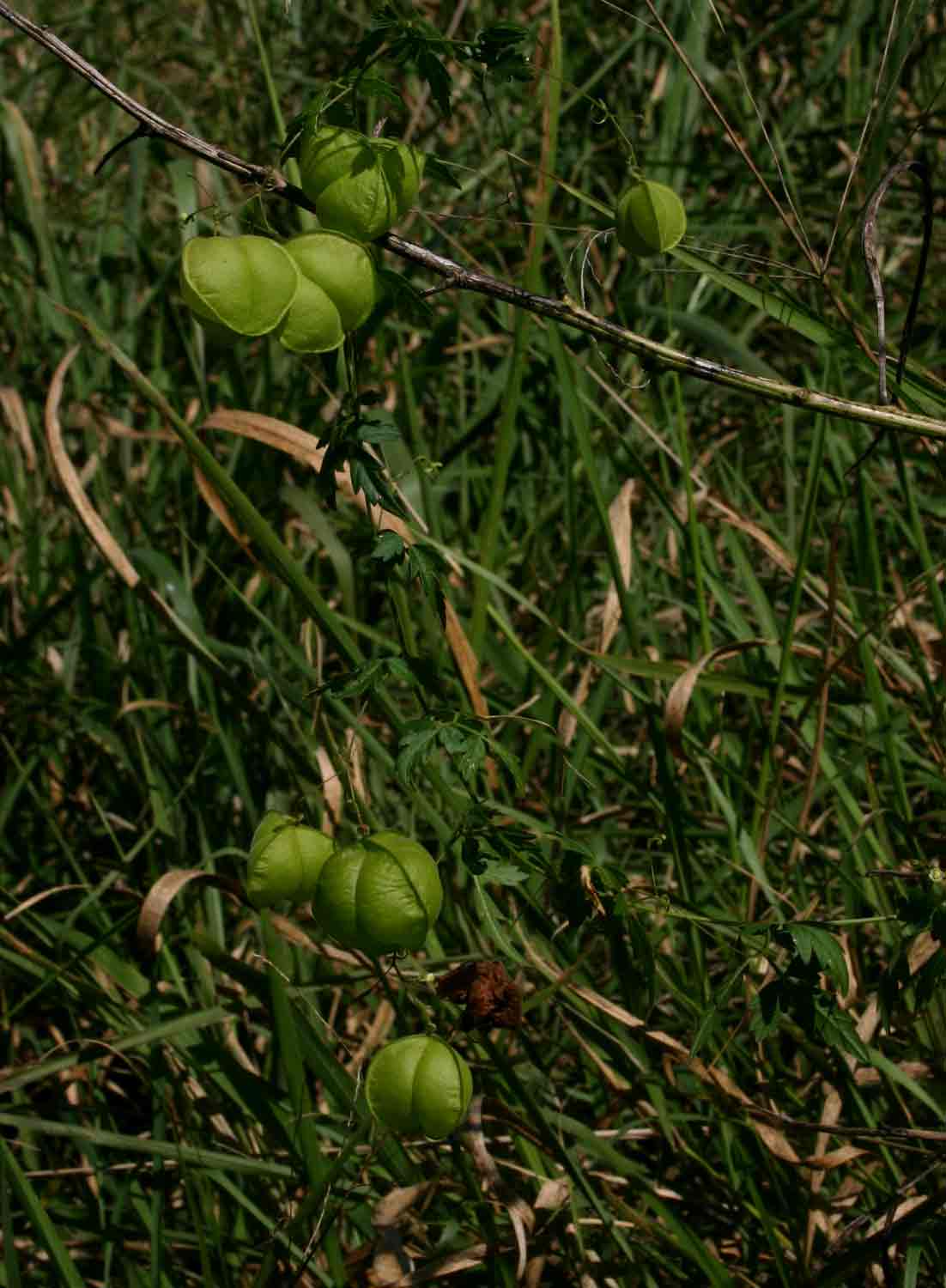 Cardiospermum halicacabum var. halicacabum Cardiospermum halicacabum var. halicacabum