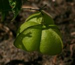Cardiospermum halicacabum var. halicacabum