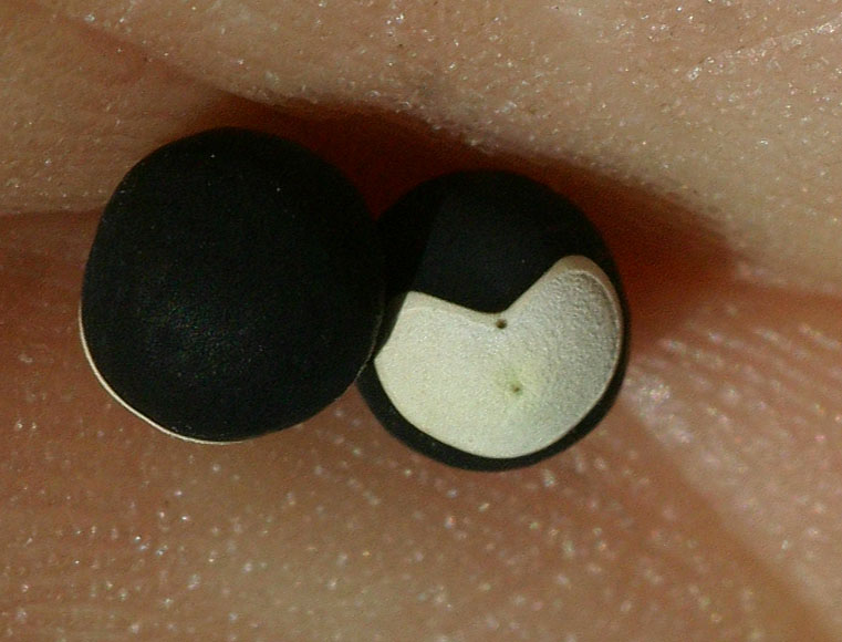 Cardiospermum halicacabum var. halicacabum Cardiospermum halicacabum var. halicacabum