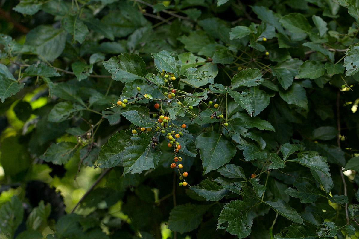 Allophylus africanus