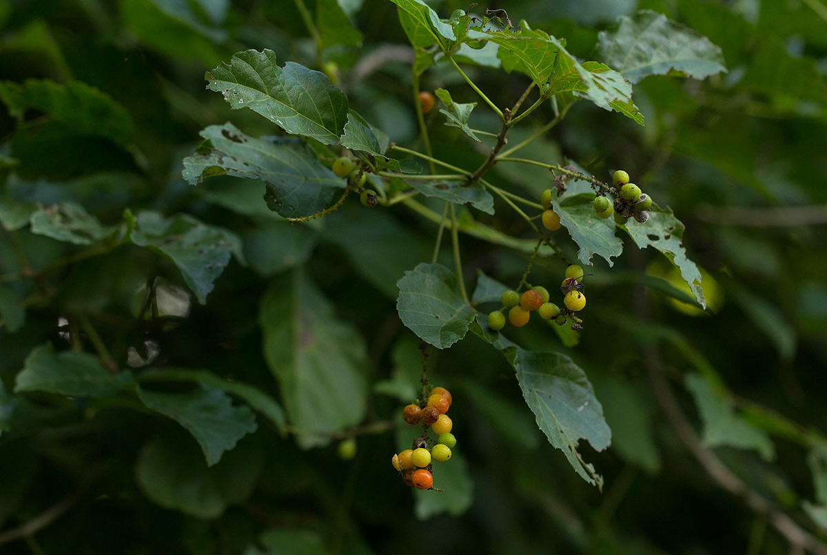 Allophylus africanus