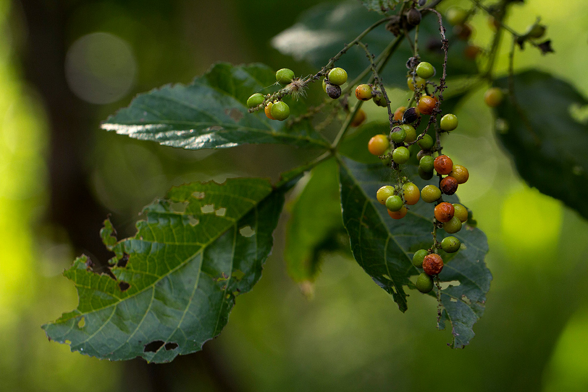 Allophylus africanus Allophylus africanus