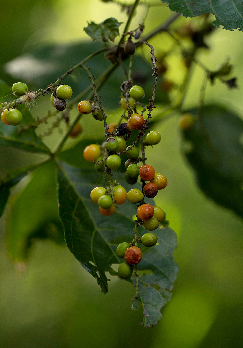 Allophylus africanus Allophylus africanus