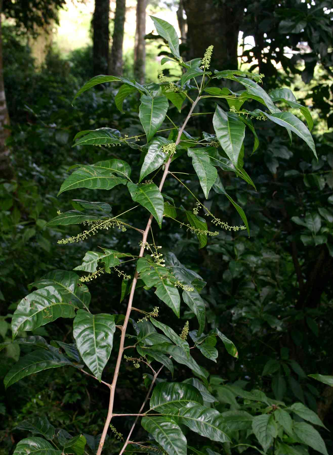 Allophylus chaunostachys