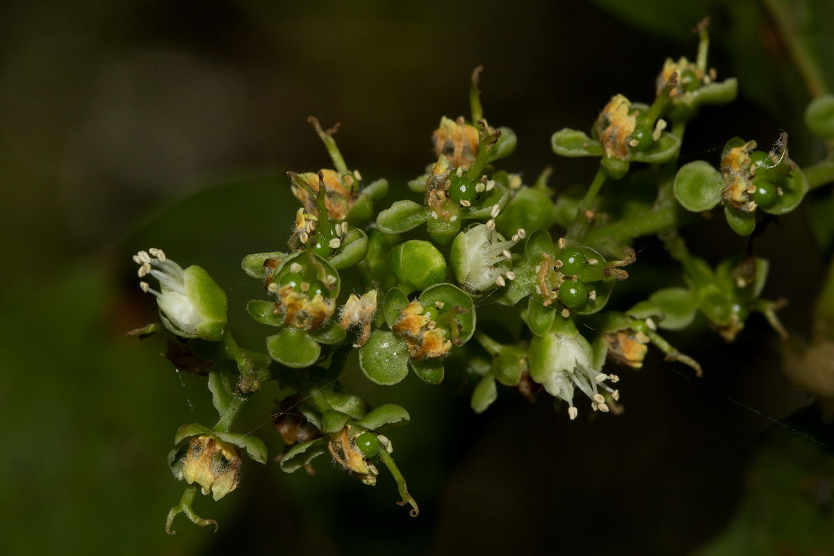 Allophylus chaunostachys Allophylus chaunostachys