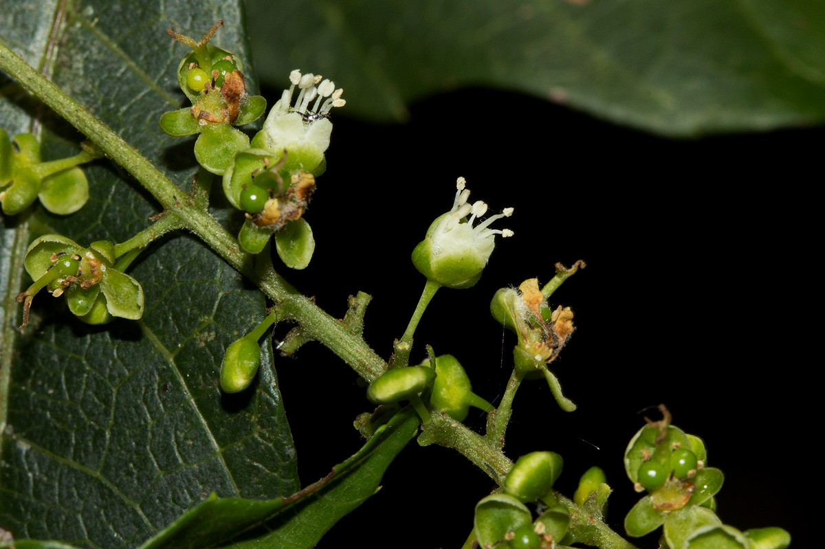 Allophylus chaunostachys